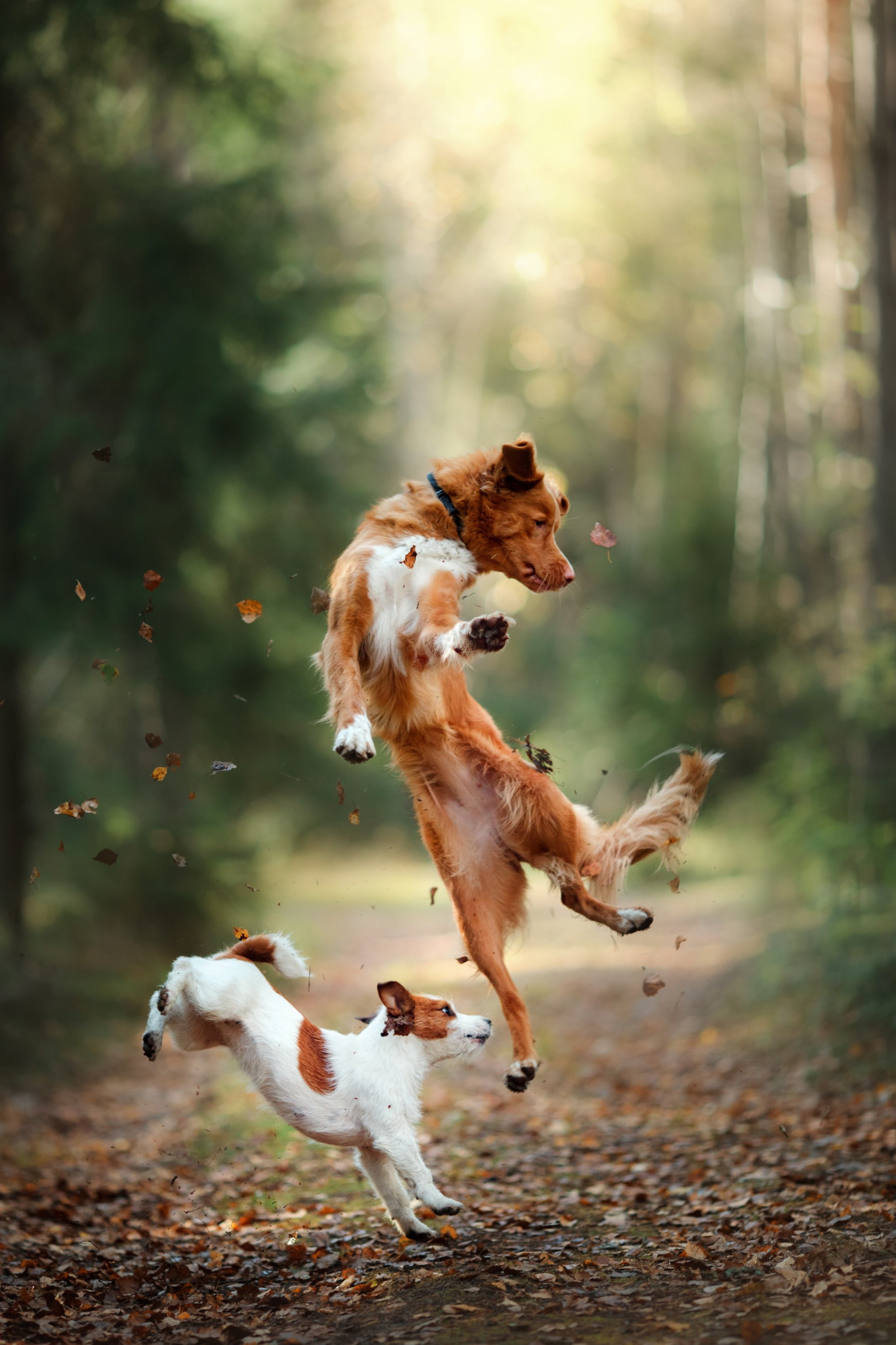 Happy dogs jumping together